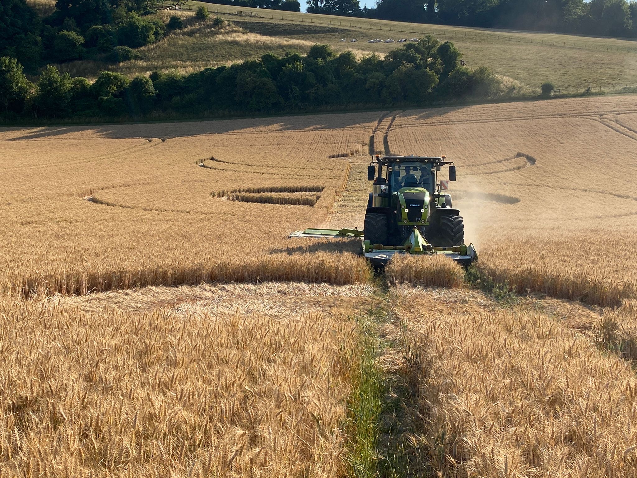Crop Circle – Beech Clump, Nr Ludwell, Wiltshire, UK (July 12, 2025)