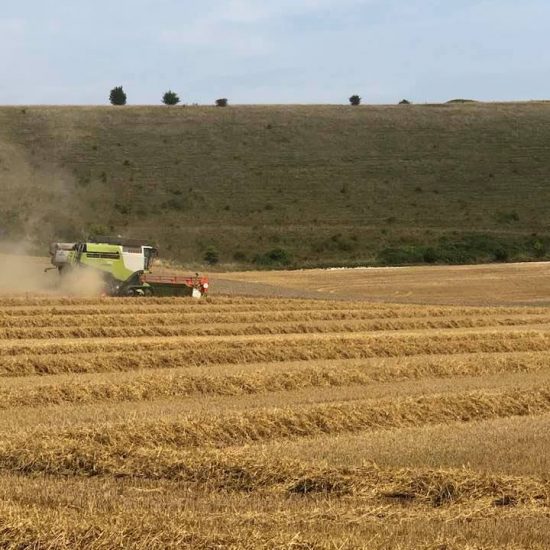 Crop Circle – Unknown Location (July 29, 2020)