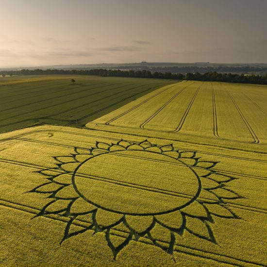 Crop Circle – Potterne Hill, Near Devizes, Wiltshire, UKLocation: . (June 07, 2023)