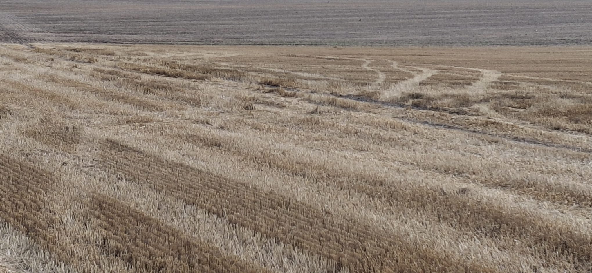 Crop Circle – Wilton Windmill, Wiltshire, UK (June 12, 2024)