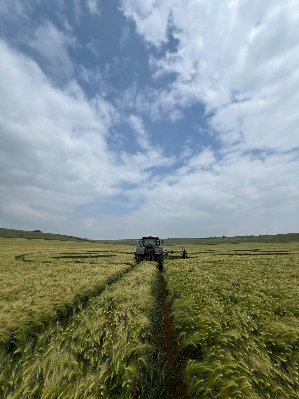 Crop Circle – Sutton Veny, Warminster, Wiltshire, UK (May 15, 2025)