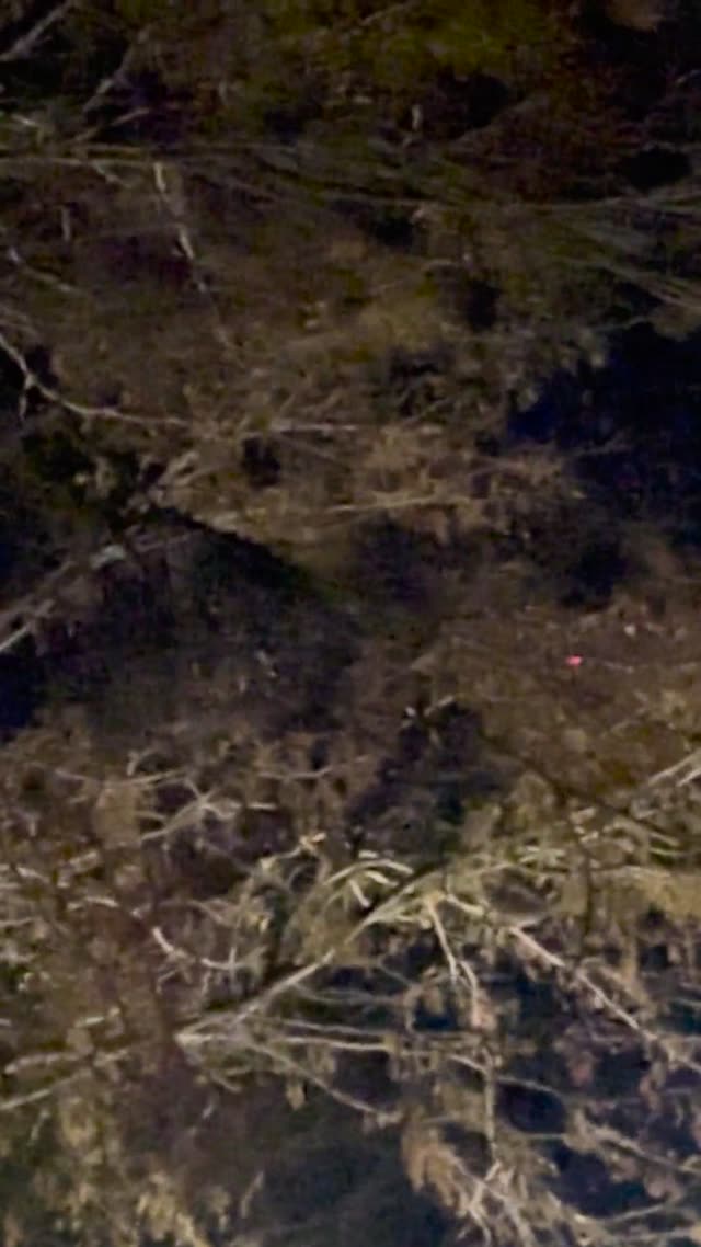 Just Spotted 2 In Northern Colorado (Video Of 1)