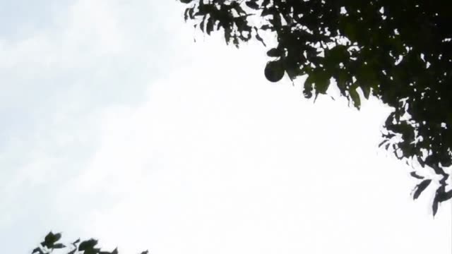 UFO Video – Amazon Jungle, Brazil (June 2022)